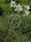 Lilium formosanum