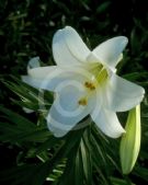 Lilium longiflorum