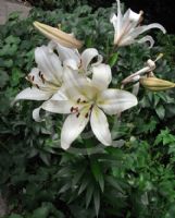 Lilium