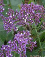 Limonium perezii