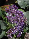 Limonium perezii