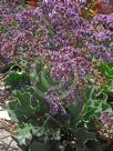 Limonium perezii