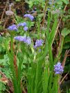 Limonium sinuatum