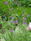 Linaria purpurea