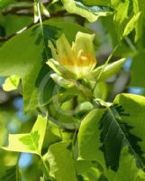 Liriodendron tulipifera Aureomarginatum