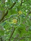 Liriodendron tulipifera Aureomarginatum