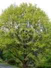 Liriodendron tulipifera Aureomarginatum