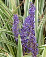 Liriope muscari Variegata