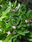 Lobelia anceps