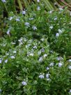 Lobelia anceps