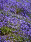 Lobelia erinus