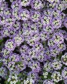 Lobularia maritima