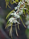 Logania albiflora