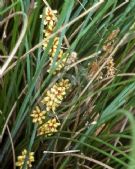 Lomandra confertifolia rubiginosa Seascape