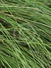 Lomandra confertifolia rubiginosa Seascape