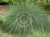 Lomandra confertifolia rubiginosa Seascape