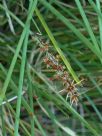 Lomandra fluviatilis