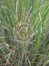 Lomandra fluviatilis