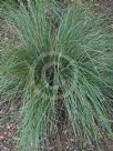 Lomandra fluviatilis