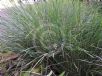 Lomandra fluviatilis