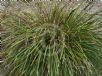 Lomandra glauca