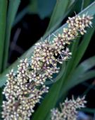 Lomandra longifolia