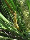 Lomandra longifolia