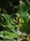 Lomatia arborescens