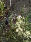 Lomatia myricoides