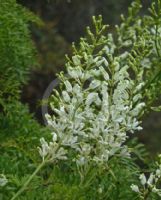 Lomatia silaifolia