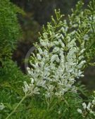 Lomatia silaifolia