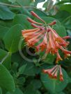 Lonicera brownii Dropmore Scarlet