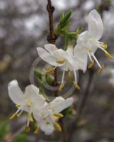 Lonicera fragrantissima