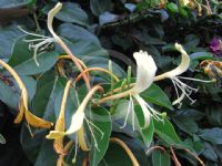 Lonicera hildebrandiana