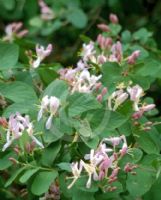 Lonicera korolkowii