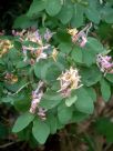 Lonicera korolkowii