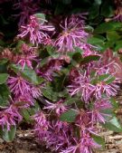 Loropetalum chinense rubrum Blush