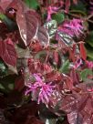 Loropetalum chinense rubrum Blush