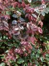 Loropetalum chinense rubrum Blush