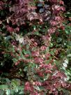 Loropetalum chinense rubrum Blush