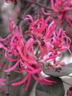 Loropetalum chinense rubrum