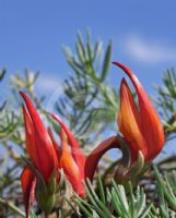 Lotus berthelotii