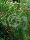 Luculia grandifolia