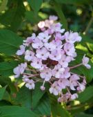 Luculia gratissima