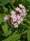 Luculia gratissima