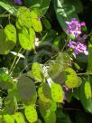 Lunaria annua