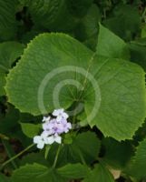 Lunaria rediviva