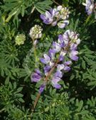 Lupinus albifrons