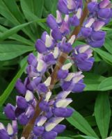 Lupinus polyphyllus