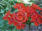 Lychnis chalcedonica